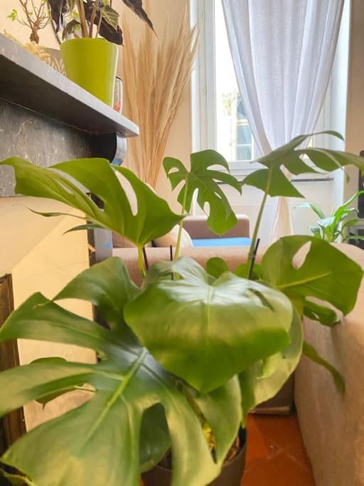 Le Jardin Secret De Nady Daire Carcassonne Dış mekan fotoğraf